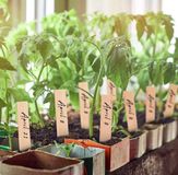 CHPN Houten plantenlabels - 20 Stuks