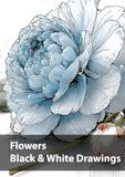 Flowers, Black & White Drawings