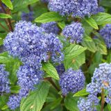 Arborix Ceanothus Pallidus 'Marie Blue' - Amerikaanse sering 30-40 cm in pot