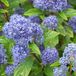 Arborix Ceanothus Pallidus 'Marie Blue' - Amerikaanse sering 30-40 cm in pot