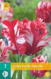 Jub X 7 Tulipa Estella Rijnveld