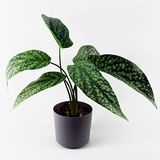 Leaf Design UK Realistische Kunstbladerplant met Pot