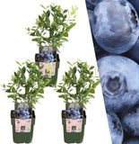 Plants by Frank | 3 bosbessenplanten | Vitis | 100% Biologische fruitplanten | Half-schaduw | Ja | Ja