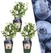 Plants by Frank | 3 bosbessenplanten | Vitis | 100% Biologische fruitplanten | Half-schaduw | Ja | Ja