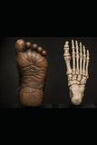 JOURNAL OF SASQUATCH ANTHROPOLOGY: # 1