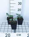 GRDplanten Groendecor Tuinarchitectuur 6x Duizenknoop - Persicaria ampl. 'Amethyst Summer®' | 9x9 cm pot