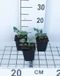 GRDplanten Groendecor Tuinarchitectuur 6x Duizenknoop - Persicaria ampl. 'Amethyst Summer®' | 9x9 cm pot