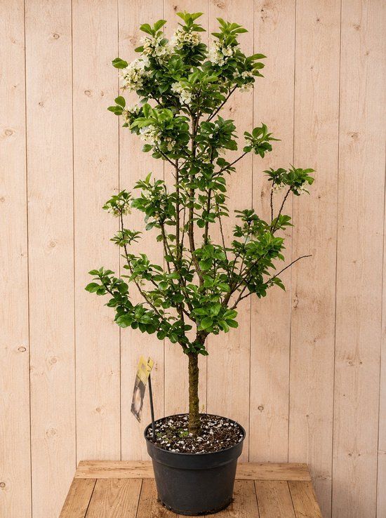 Warentuin Natuurlijk Dwerg Kersenboom 'Piemont' Prunus avium 140 cm