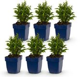Green boutiQ Vasteplant Aster Schneekissen Zeeaster Wit 6 Planten Pot 11cm Hoogte 15-25cm