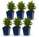 Green boutiQ Vasteplant Aster Schneekissen Zeeaster Wit 6 Planten Pot 11cm Hoogte 15-25cm