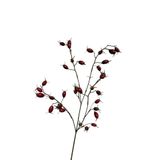 Roberts Collection rozenbottels 76cm burgundy