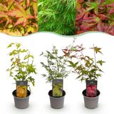 Plantenboetiek.nl Acer palmatum Tricolour - Rood-Groen-Oranje - 3 Planten - Blad verliezend - Weinig Onderhoud - Ø12cm - 25-35cm hoog - Tuinplant