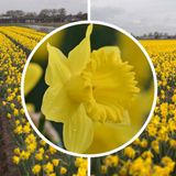 InVolleBloei Narcissenbollen 'Dutch Master' – 30 stuks – Gele Narcissen – Trompetnarcis