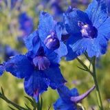 Arborix Delphinium Grandiflorum 'Blauer Zwerg' 6 x Ridderspoor pot 9x9cm - Blauwe bloemen