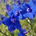 Arborix Delphinium Grandiflorum 'Blauer Zwerg' 6 x Ridderspoor pot 9x9cm - Blauwe bloemen