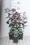 Groendecor Tuinarchitectuur 6x Leverkruid - Eupatorium rug. Chocolat" | pot de 9x9 cm