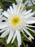 GRDplanten 6x Margriet - Leucanthemum (s) 'Christ. Hagemann' | 9x9 cm pot