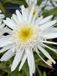 GRDplanten 6x Margriet - Leucanthemum (s) 'Christ. Hagemann' | 9x9 cm pot