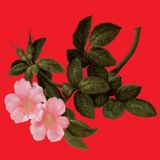 Sonic Rendezvous Alex Augier - The Lyrical Age (2 LP)