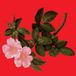 Sonic Rendezvous Alex Augier - The Lyrical Age (2 LP)