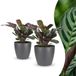 Green boutiQ Ctenanthe Burle Marxii Visgraatplant - 2 Planten - Pot 12cm - Hoogte 30cm