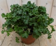 Warentuin natuurlijk Warentuin Heuchera Purperklokje donkergroen tot lichtgroen - 2 stuks