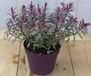 Warentuin natuurlijk Hebe groenblijvend vaste plant met rood blad