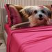 PETTI Artigiani Italiani - Beddengoed dieren met honden van katoen met kussenslopen in digitale print, beddengoed voor tweepersoonsbed, fuchsia, 100% Made in Italy