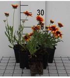 GRDplanten Groendecor Tuinarchitectuur 6x Kokardebloem - Gaillardia hybr. 'Bremen' | 9x9 cm pot
