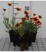 GRDplanten Groendecor Tuinarchitectuur 6x Kokardebloem - Gaillardia hybr. 'Bremen' | 9x9 cm pot