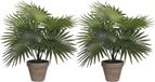 Mica Decorations Palm kunstplant/struik - 2x - groen - H30 x D35 cm