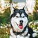 Red Robin Alaskan Malamute Kalender 2027 Wandkalender