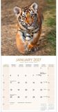 Avonside Tijger Kalender 2027 Wandkalender