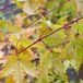 Arborix Acer Palmatum 'Sangokaku' (= 'Senkaki') - Kleine Japanse esdoorn 50-60 cm pot