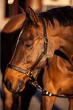 Kerbl Covalliero ECO Leren Paardrijhalster Bruin Maat 2 (Cob)