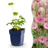Plantenboetiek.nl Astrantia major Sterrenkruid Schaduw Wit-Roze 6 Planten Ø11cm 15-25cm hoog Tuinplant