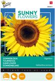 Buzzy® Sunny Flowers, Reuzenzonnebloem Giganteus
