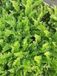 Groendecor Tuinarchitectuur 6x Dryopteris cristata | pot 9x9 cm