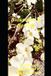 Blossoms Libri GmbH American Herstory- Blossoms & Berries