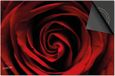 Dietrix Inductie Beschermer - 76x51.5cm - Rode Roos