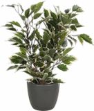 Mica Decorations Ficus kunstplant - groen/wit - 40 cm - met plantenpot - grijs - keramiek