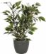 Mica Decorations Ficus kunstplant - groen/wit - 40 cm - met plantenpot - grijs - keramiek