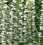 Arborix Groendecor Tuinarchitectuur 6x Acanthus mollis 'Hollard's Gold' Pot 9x9cm