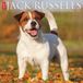 Jack Willow Creek Press Jack Russells 2027 12 X 12 Wall Calendar