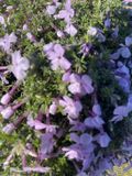 Groendecor Tuinarchitectuur 6x Phlox 'Lilac Cloud' | pot de 9x9 cm