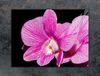 TMK ArtDeko - Snijplank - Glas - 70x52 cm - Orchidee