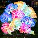 Hortensia Lampes solaires, set de 3