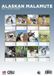 CalendarsRUs Alaskan Malamute A3 Kalender 2027