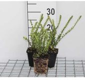 GRDplanten Groendecor Tuinarchitectuur 12x Chinese Kamperfoelie - Lonicera nit. 'Hohenheim. Findling' | 9x9 cm pot