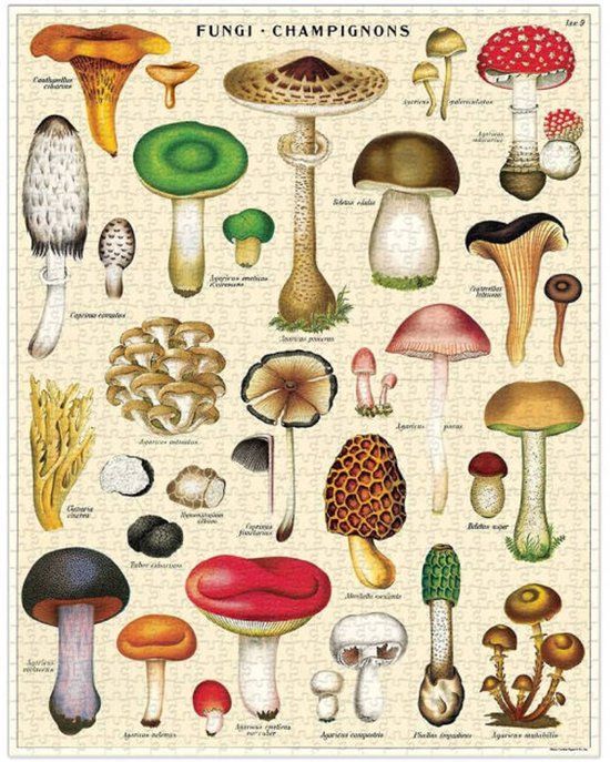 Cavallini & Co. Vintage Paddenstoelen Puzzel 1000 Stukjes 55x70 cm Meerkleurig